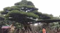 Bí mật của những người làm nghề “Đánh cắp thời gian”