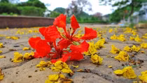 Thầy trò trường huyện