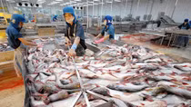 Xuất khẩu cá tra tăng, nhưng giá bèo bọt