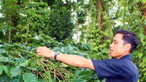 Người tiên phong giúp dân bản xóa nghèo
