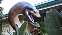 Titanoboa rắn quái vật khổng lồ cai trị thời tiền sử Colombia