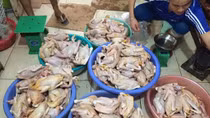Thận trọng với gà ri 60.000 đồng/con