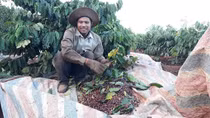 Mùa cà phê... thất bát
