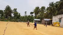 Nông dân miền Tây gặp khó trong vụ đông xuân
