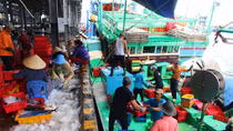 Ngư dân vươn khơi bội thu tôm, cá đầu xuân