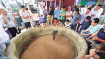 Năm gà nói chuyện đá gà