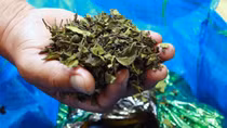 Cảnh giác với những loại ma túy mới