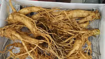 Phát sốt với sâm đất giá rẻ như khoai lang