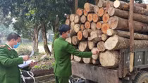 Dùng xe tự chế vận chuyển 93 khúc gỗ tròn trái phép 