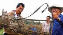 Săn chuột đồng ở miền Tây Nam bộ