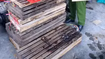 Xe khách vận chuyển 25 cá thể động vật hoang dã trái phép