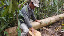Thanh tra vụ “Xóa sổ hàng trăm hec-ta rừng để… nuôi bò thịt”