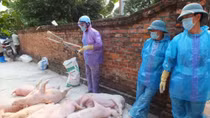 Xử lý nghiêm việc khai khống lợn bệnh do dịch tả lợn châu Phi