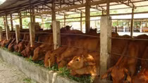 Khuyến khích doanh nghiệp đầu tư vào nông nghiệp, nông thôn