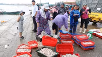 Xuân ấm áp ở làng biển miền Trung