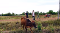 Chính quyền xã “ép” dân nghèo mua bò với giá quá cao