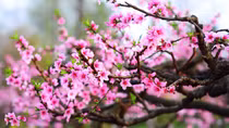 Chiều cuối năm