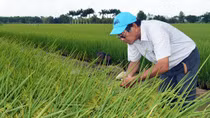 Kỹ sư Hồ Quang Cua: Người đưa gạo Việt vang danh thế giới