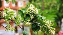 Tháng ba hoa bưởi