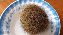 Phát hiện "Trư cát" trong dạ dày heo