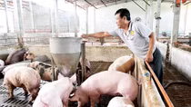 Chủ động nguồn cung thịt lợn cho thị trường dịp cuối năm