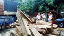 Lật tẩy thủ đoạn vận chuyển gỗ lậu trên tuyến Quốc lộ 1