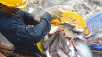 Ngành cá tra “ngậm đắng” mong dịch COVID-19 qua mau