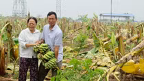 Trở lại vụ 3.000 cây chuối bị "chém gục" ở Hải Phòng