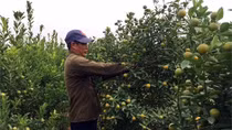 Người trồng đào quất ngóng thời tiết'