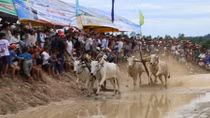 Tưng bừng Hội đua bò Bảy Núi