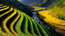 Tổ quốc bay lên bát ngát mùa xuân...