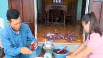 Người tiên phong trồng atiso đỏ ở vùng đất khô hạn