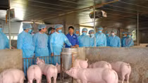 Lực lượng Công an tập trung phòng, chống dịch tả lợn châu Phi