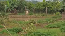 3 sào hồng xiêm và mít đang đậu quả của người dân bị kẻ gian chặt phá