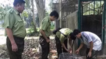 Bàn giao tê tê Java chạy lạc vào nhà dân 