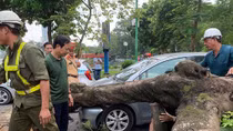Cây xanh bất ngờ bật gốc đổ đè vào ô tô đang đi trên đường Thanh Niên 