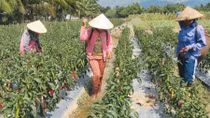 Đào tạo nghề cho lao động nông thôn trong kỷ nguyên 4.0