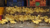 Các tổ chức quốc tế khuyến cáo Việt Nam cảnh giác cao với cúm A(H5N8)