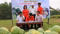Big C Việt Nam chung tay vì dưa hấu Quảng Ngãi