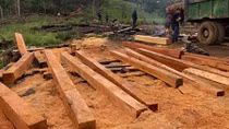 “Lâm tặc” đua nhau tàn phá rừng giáp ranh