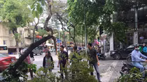 Cây xanh bất ngờ đổ ập xuống dòng người đang chờ đèn đỏ