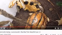 Con rao bán động vật hoang dã trên mạng, cha nhận 10 năm tù