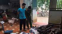 Hàng tấn chân bò, nội tạng gia súc không nguồn gốc chuẩn bị đưa ra thị trường