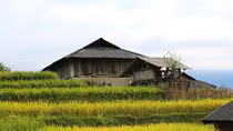 Bản Phùng mùa lúa chín
