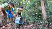 Thả động vật quý hiếm về Vườn quốc gia Bù Gia Mập
