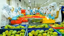 Nông sản xuất khẩu ba tháng đầu năm thu 8,7 tỷ USD