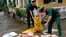 Quảng Ninh khẩn cấp đối phó nguy cơ dịch tả lợn châu Phi