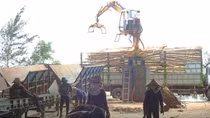 Mặt trái của việc chế biến dăm gỗ bán qua cửa khẩu Lao Bảo