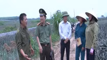 Thực hư thông tin thương lái thu mua dứa non ở Thanh Hóa