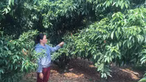 Vải thiều Lục Ngạn, một mùa thất bát